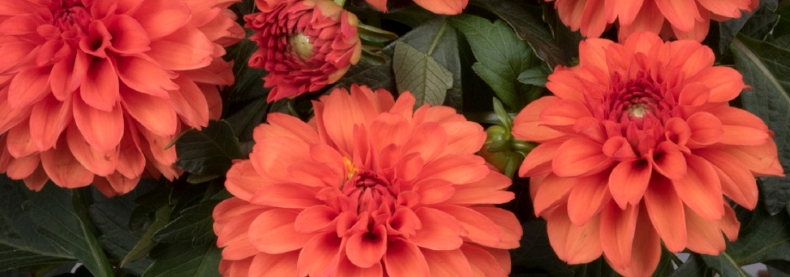 Dahlia Hypnotica Banner Image Orange.jpg